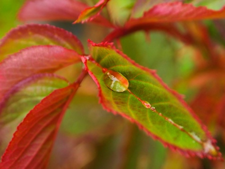 A Drop of Spring