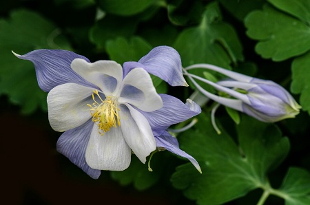 Columbine