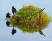 The Reflection