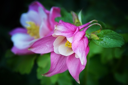 Sweet Columbine