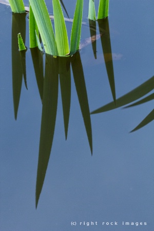 Wetland Grasses