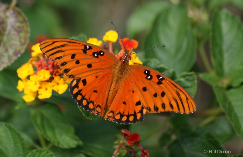 Gulf Fritillary Butterfly on Lantana