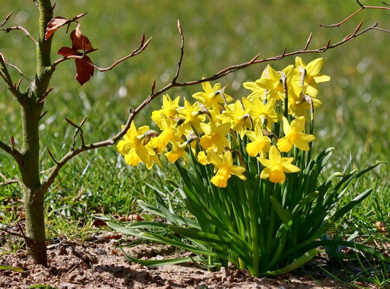 Daffodils In The Sun
