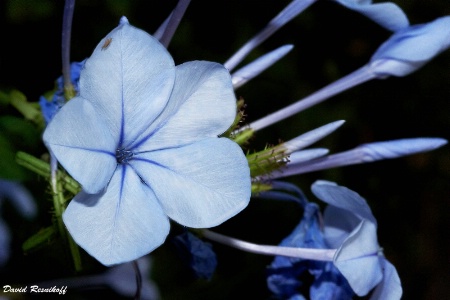 Plumbago Open and closed