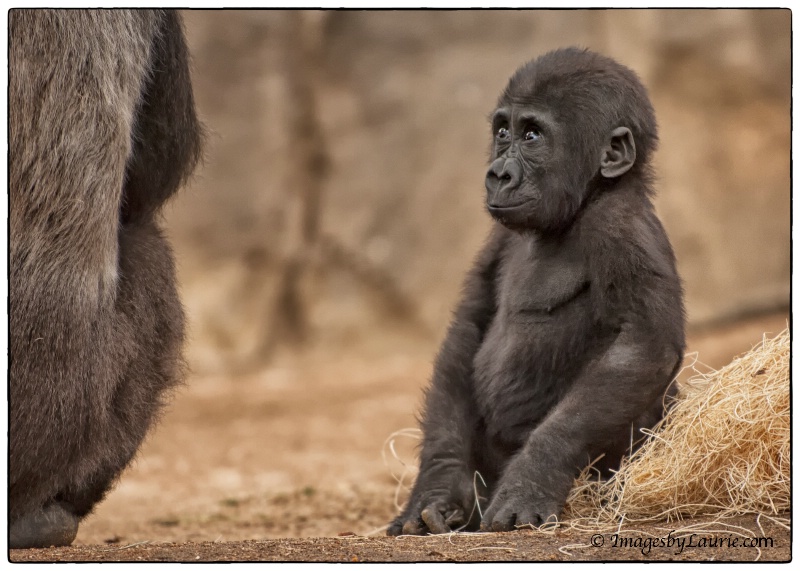 Baby Gorilla anticipating his next move