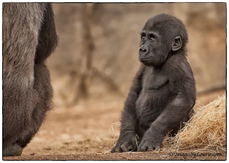 Baby Gorilla anticipating his next move