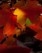 Fall 2011 my yard...