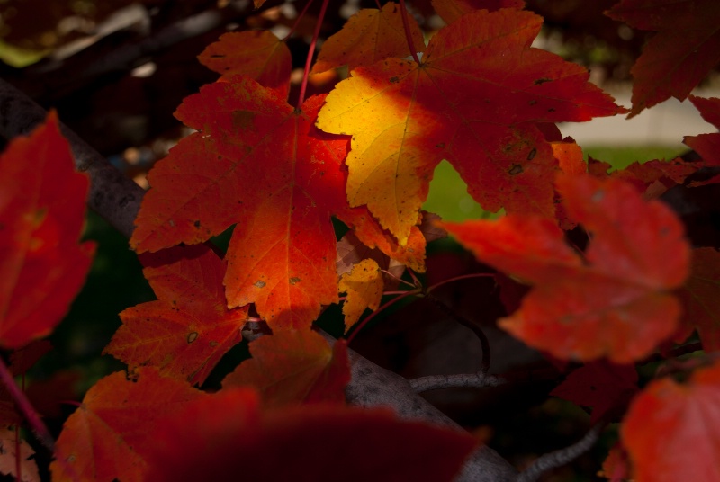 Fall 2011 my yard 2