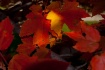 Fall 2011 my yard...