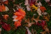 Fall 2011 my yard...