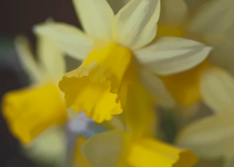 Soft Daffodil