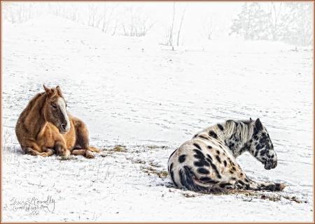 Snowy Nap