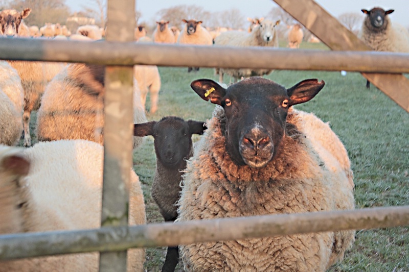 Who are EWE Looking At ?