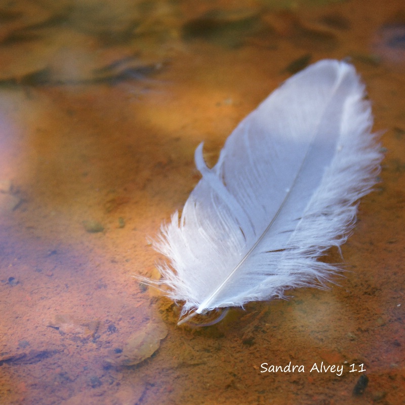 Feather on the Water