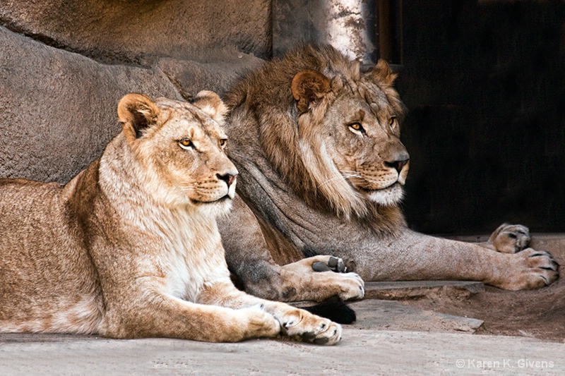 Lion Couple