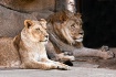 Lion Couple