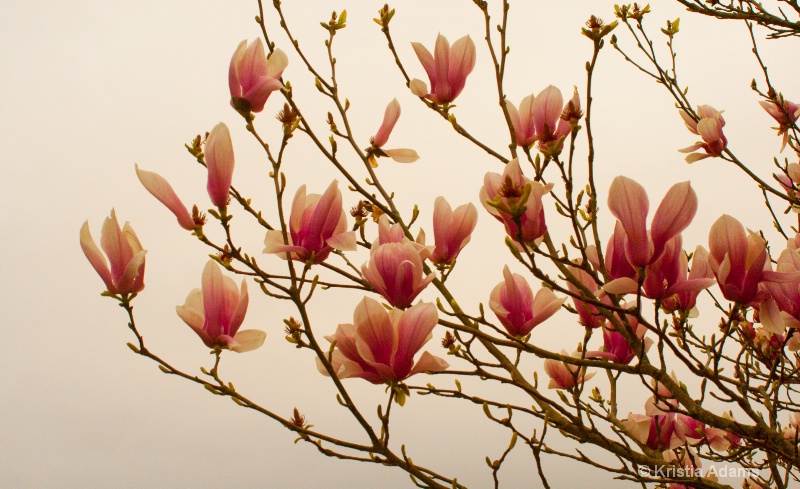 Magnolia Blooms