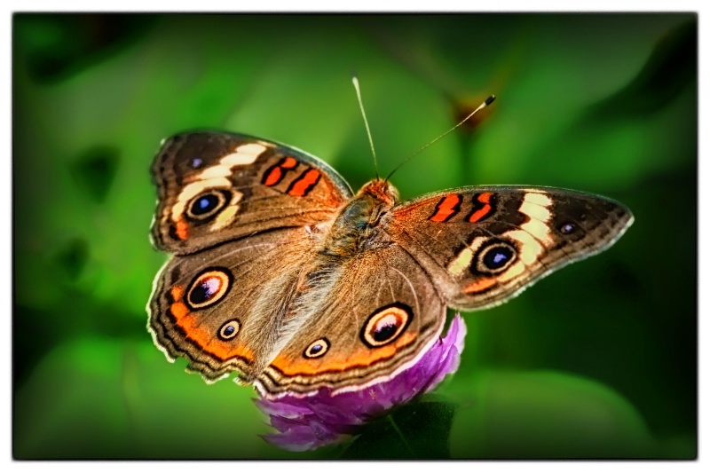 Another Butterfly ...