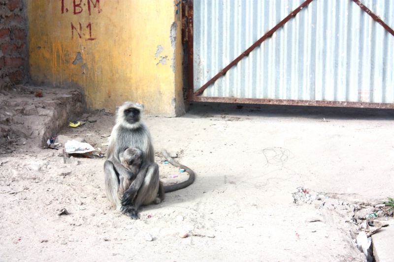 monkeys, jaipur