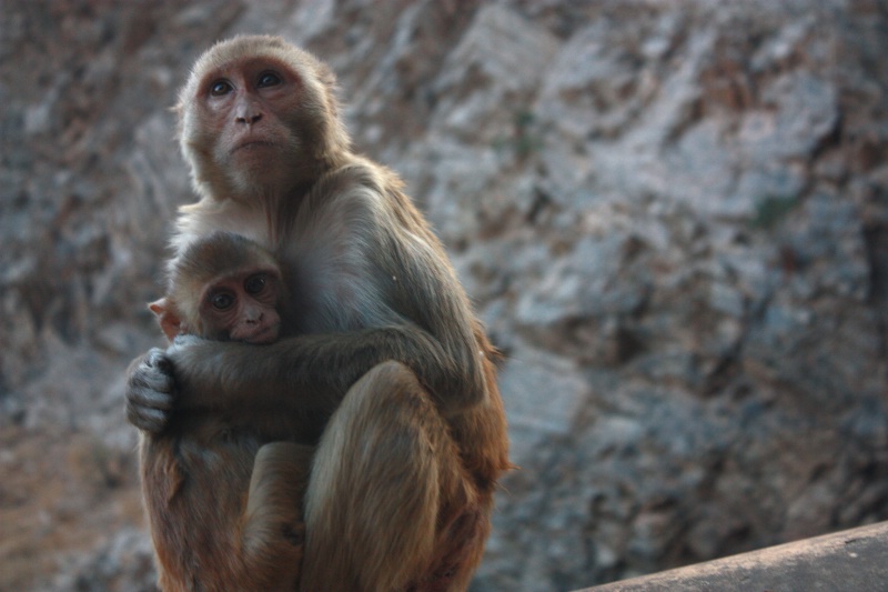 monkey temple, jaipur