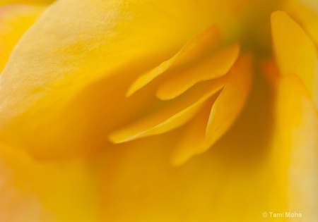 Yellow Petals