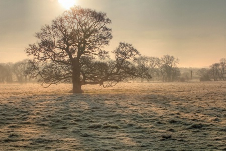 April Frost In The Meadow