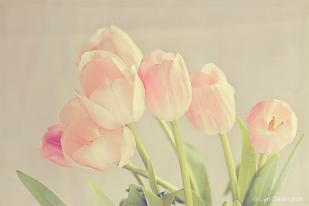 Love Tulips!