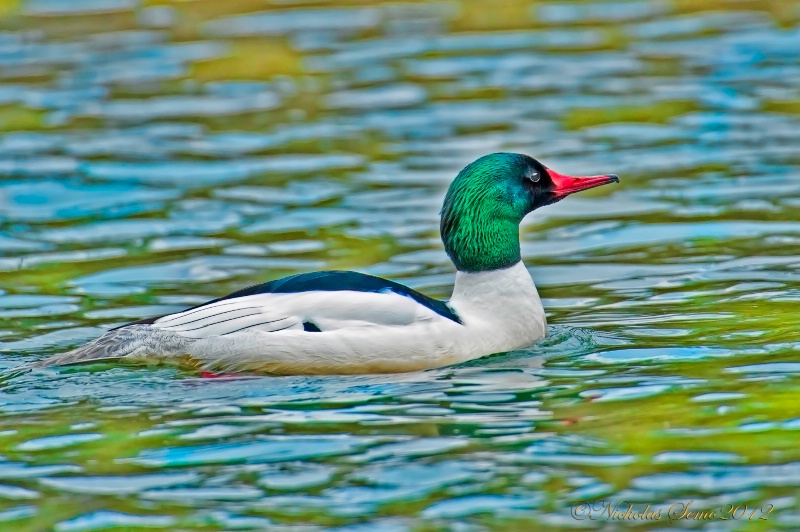 Common Merganser-Male