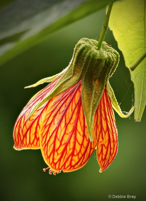 Chinese Lantern