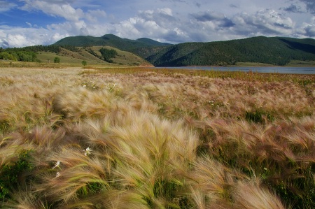 The Grasses Beside Eagle Nest Lake
