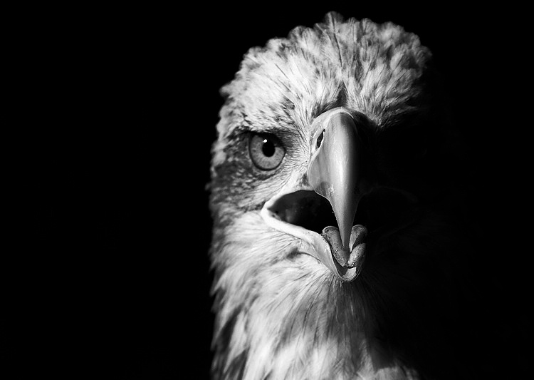 Bald Eagle (juvenile)