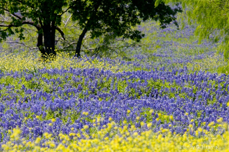Bluebonnets from Fort Worth, Texas 3