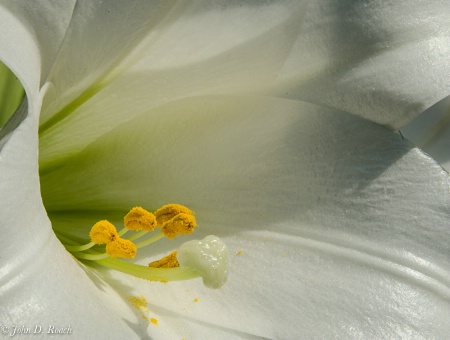 Easter Lily  2