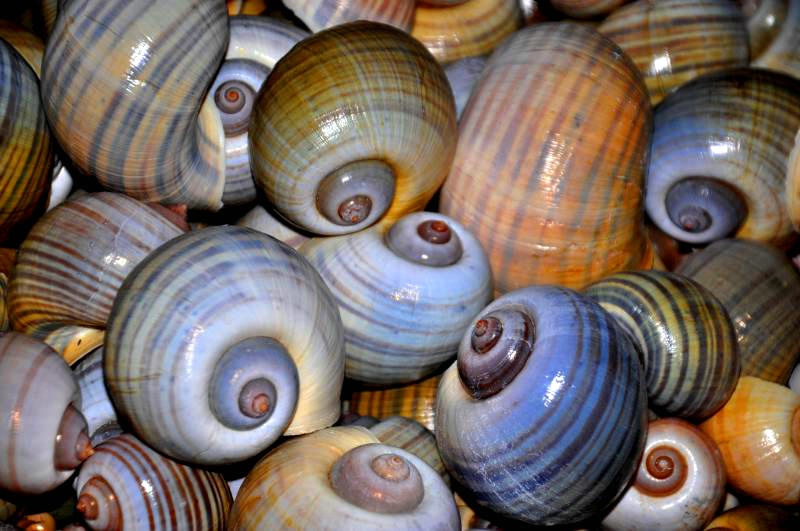 Apple Snail Shells