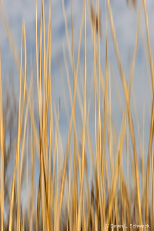Reeds - ID: 12881125 © Dawn Schwack