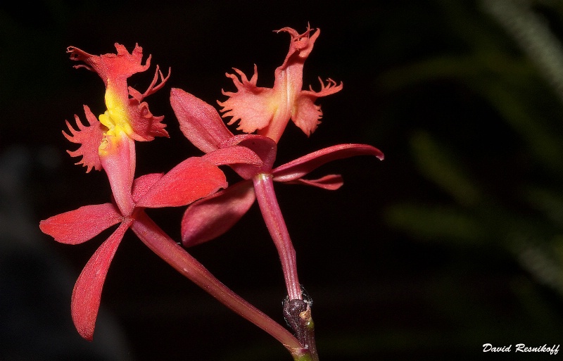 Orquidea Silvestre
