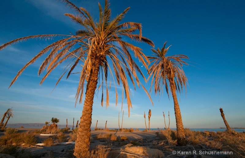 Palm Trees at the Salton Sea