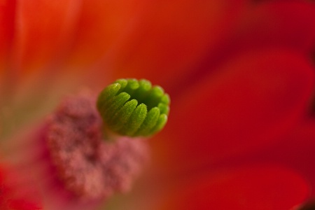 Claret Cup Cactus Bloom