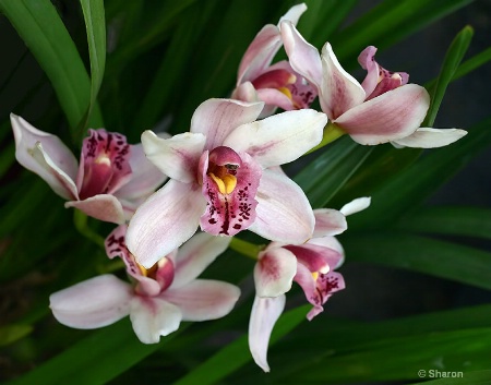 Orchids for Easter
