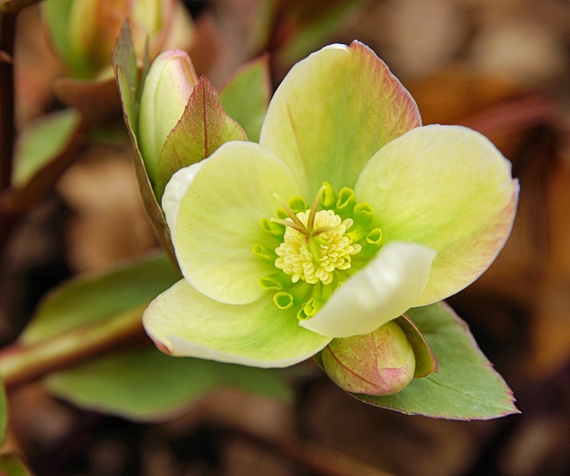 Lenten Rose 2012 4