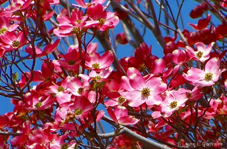 First Blooms