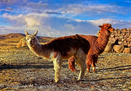 ~ ~ LLAMAS AT SUNSET ~ ~