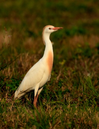 Alert Cattle Egret