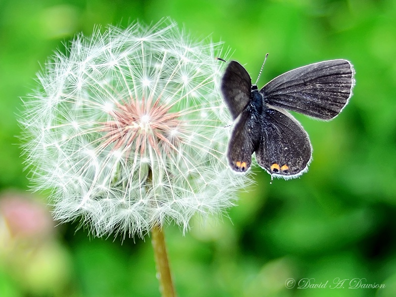 Dandy Butterfly