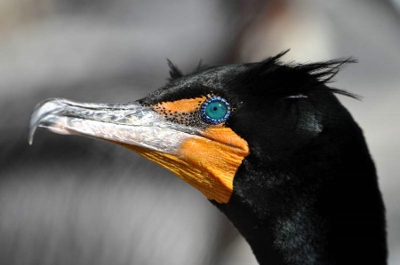 Beautiful Cormorant