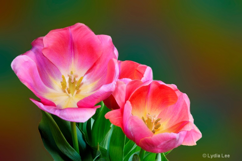 Tulip Pattern - ID: 12883214 © Lydia Lee