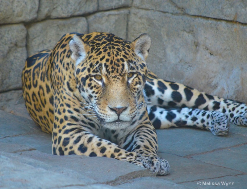 jaguar best