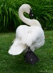 trumpet swan 1