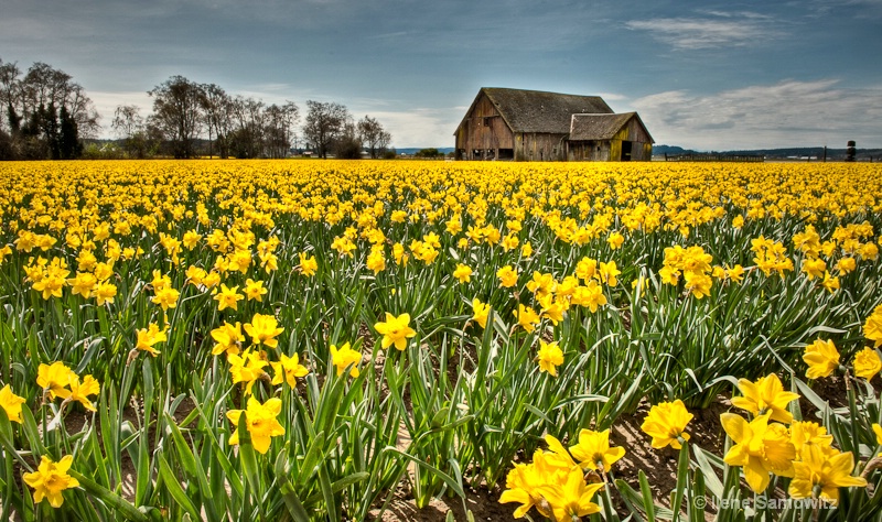 Spring Daffodils at the Barn
