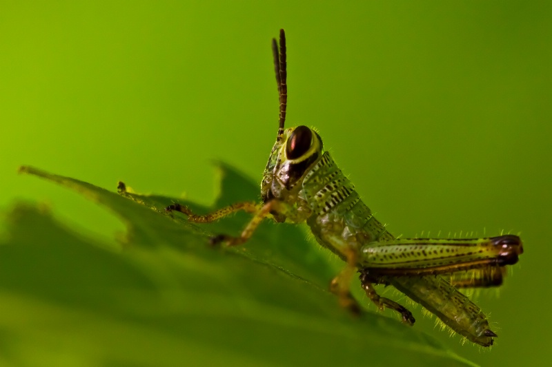 Portrait of a grasshopper